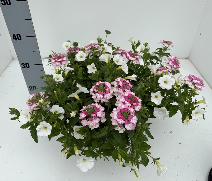 Perkpl Gem In Pot