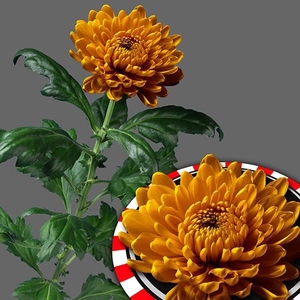 CHR G ROSSANO ORANGE