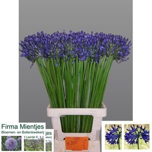<h4>Agapanthus Suzan G Mientjes</h4>