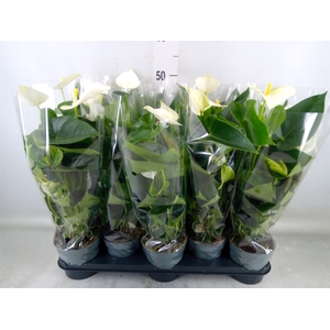 Anthurium  'Karma White'