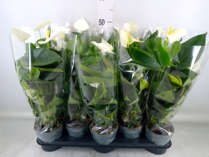 <h4>Anthurium  'Karma White'</h4>