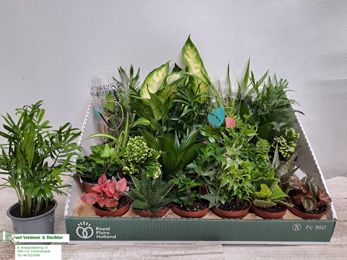 <h4>KAMERPL GEM OV</h4>