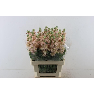 Matth Iron Apricot 70cm