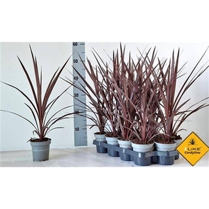 CORD AUS RED STAR