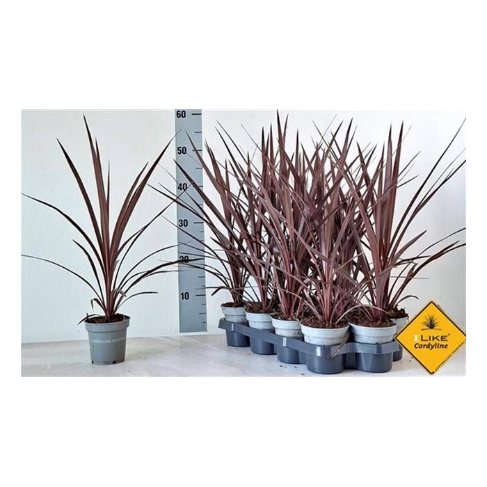 <h4>CORD AUS RED STAR</h4>