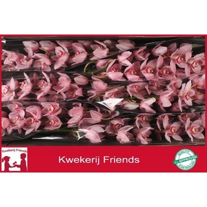 CYMB T PINK BRILJANT