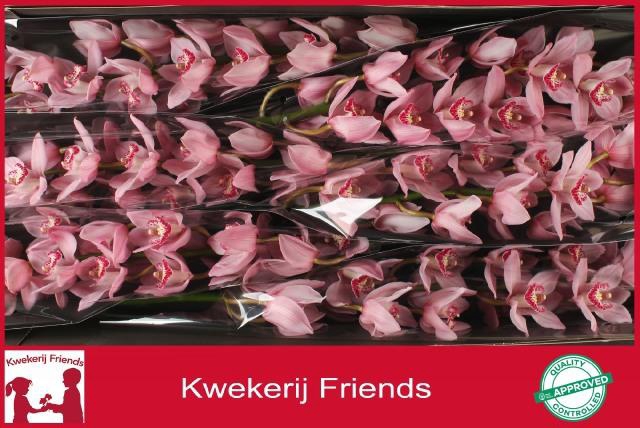 <h4>CYMB T PINK BRILJANT</h4>