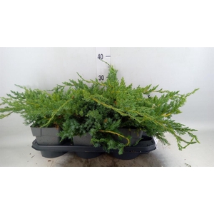 Juniperus squamata 'Blue Carpet'