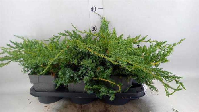 <h4>Juniperus squamata 'Blue Carpet'</h4>