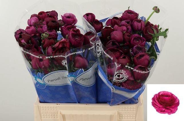 <h4>RAN SU SHERRY</h4>