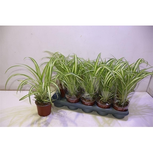 Chlor Com Variegatum