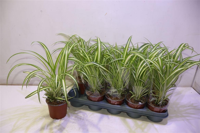 <h4>Chlor Com Variegatum</h4>