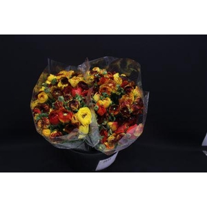 Ranonkel Zwaar Vulcano