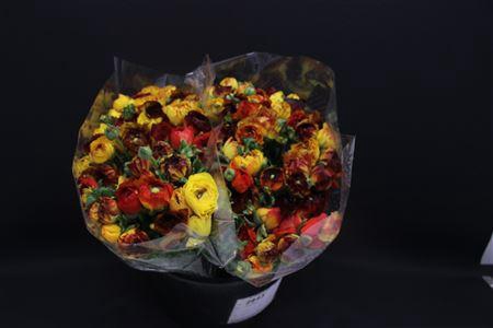 <h4>Ranonkel Zwaar Vulcano</h4>