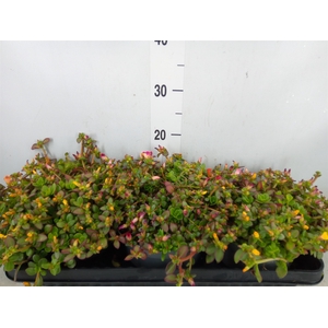 Portulaca oler. 'Pazzaz Nano Fuchs'