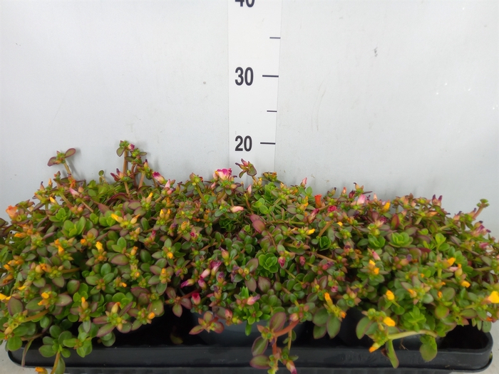 Portulaca oler. 'Pazzaz Nano Fuchs'