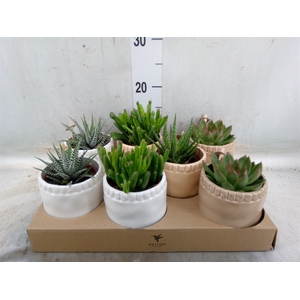 Succulents   ...mix 3