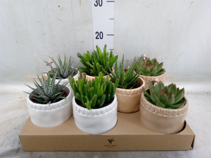 <h4>Succulents   ...mix 3</h4>