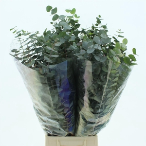 Euca Cinerea Long 400 Gram Super