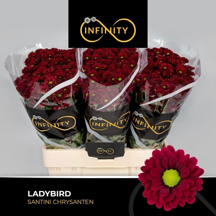 <h4>Chr S Ladybird</h4>