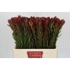 Leucadendron Safari Sunset