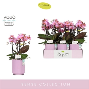 Boquetto Romantico 3-5 spike in Molise Lilac Aquo