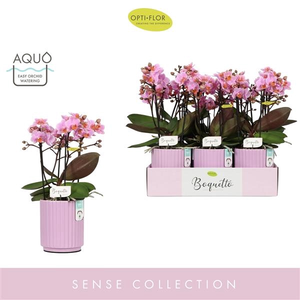 <h4>Boquetto Romantico 3-5 spike in Molise Lilac Aquo</h4>