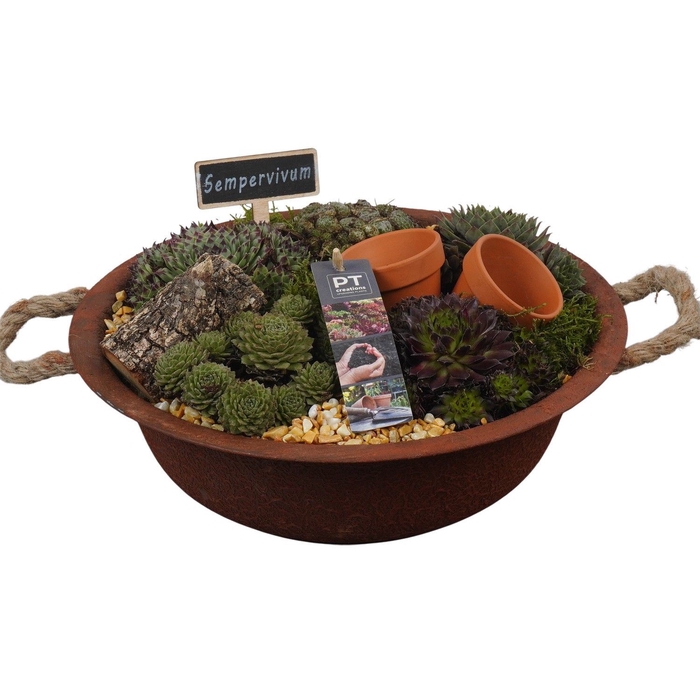 <h4>Arr.  Sempervivum L%</h4>