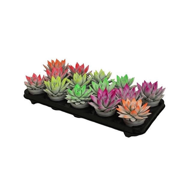 <h4>Echeveria bicoloured neon mix</h4>