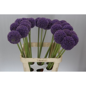 Allium Giganteum