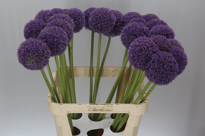 <h4>Allium Giganteum</h4>