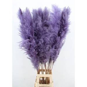 DF Pampas 130cm Milka