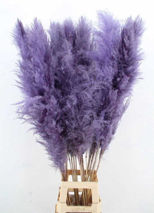 <h4>DF Pampas 130cm Milka</h4>