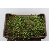 Sier Lilac De Chine P Bunch