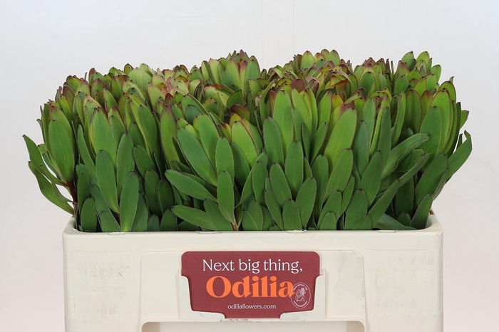 <h4>Leucadendron Goldstrike</h4>