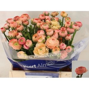 Ran Elegance Salmon Peter Voort