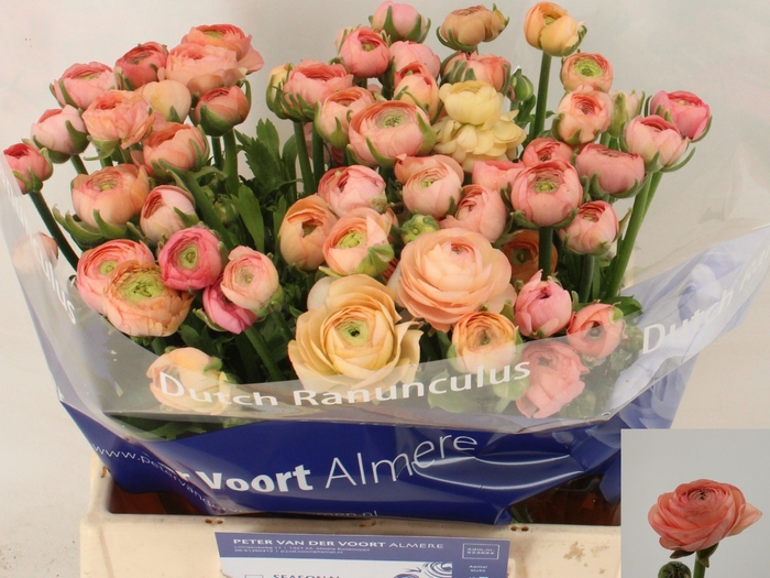 <h4>Ran Elegance Salmon Peter Voort</h4>