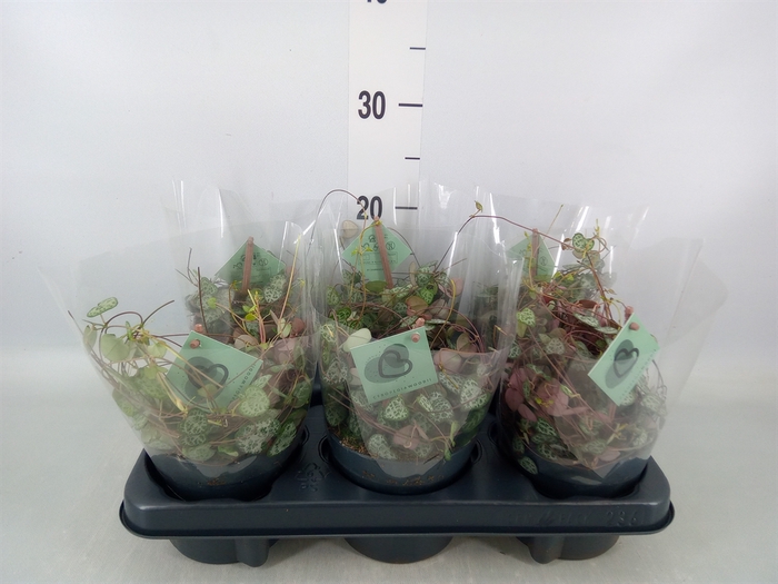 <h4>Ceropegia woodii ssp. woodii</h4>