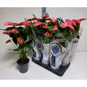 ANTHU AN MAINE 75 cm 7 Bloem