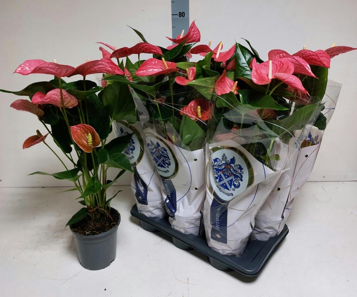 <h4>ANTHU AN MAINE 75 cm 7 Bloem</h4>