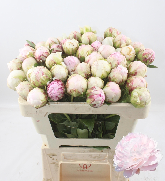 <h4>PAEO L PILLOW TALK</h4>