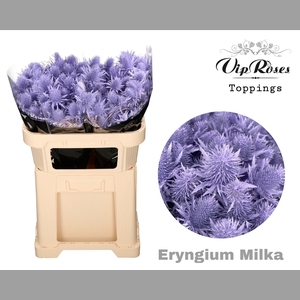 ERYNGIUM SUPERNOVA MILKA 60cm