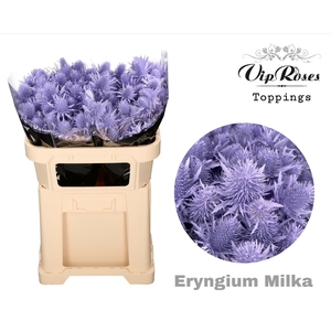 Eryngium Supernova Milka 70cm