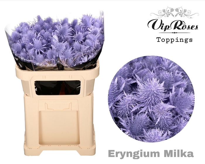 <h4>ERYNGIUM SUPERNOVA MILKA 60cm</h4>