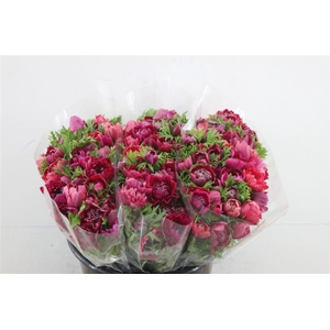 Anem Levante Margenta 40cm