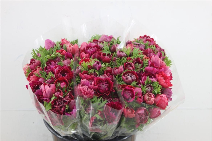 <h4>Anem Levante Margenta 40cm</h4>