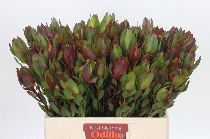 Leucadendron Senorita