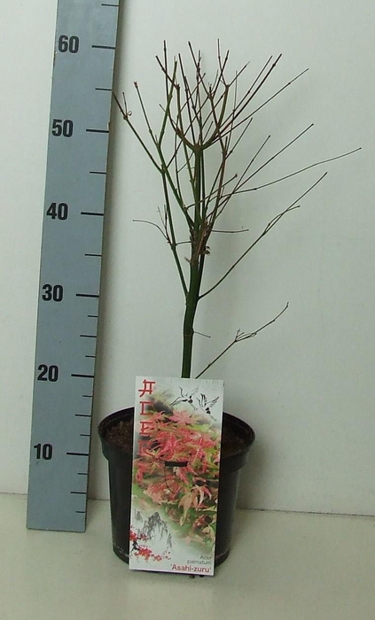 <h4>Acer palmatum 'Asahi-zuru' P19 Full CC</h4>