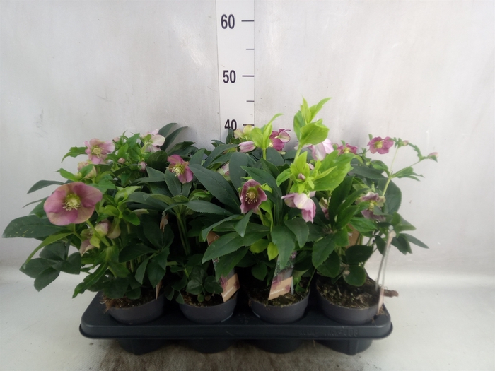 <h4>Helleborus ori.</h4>