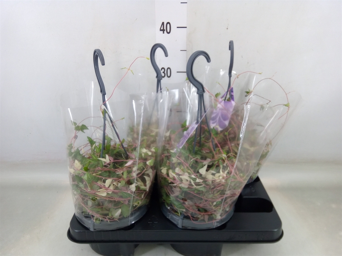 <h4>Ceropegia linearis 'Luuk'</h4>
